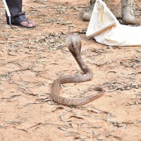 LIVE  DEMO by experts from Chennai snake park